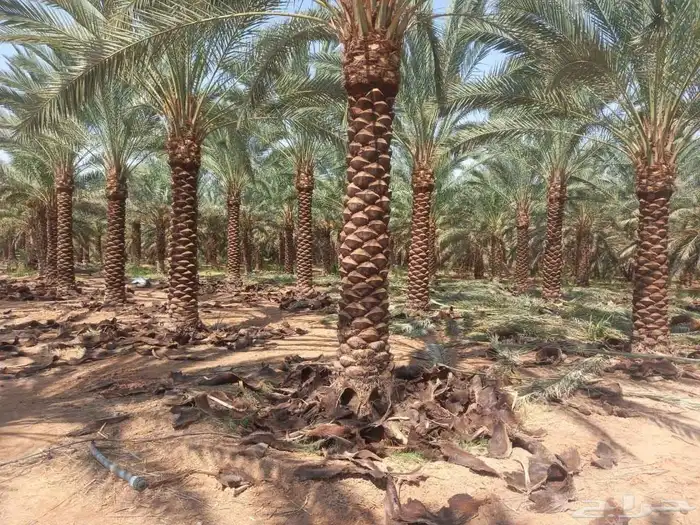يوجد لدينا جميع انواع النخل عربي ووشنطني للبيع ج 1