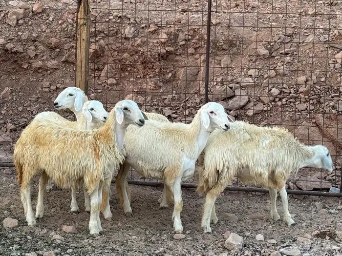 غنم 6