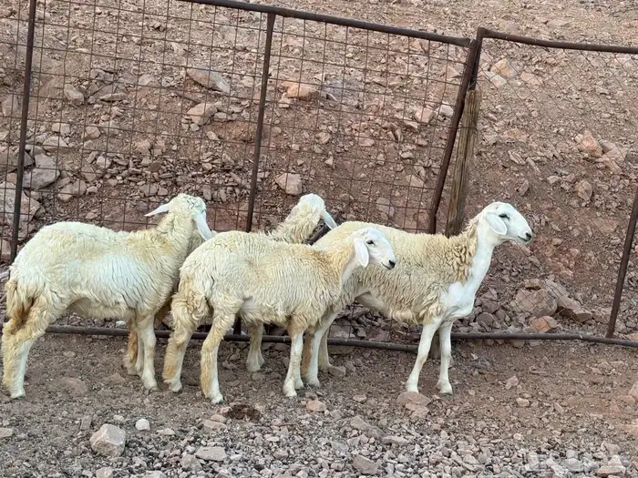 غنم 8