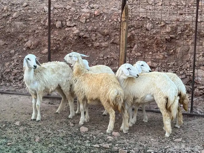 غنم 7