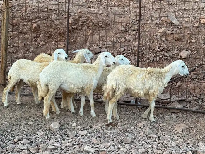 غنم 3