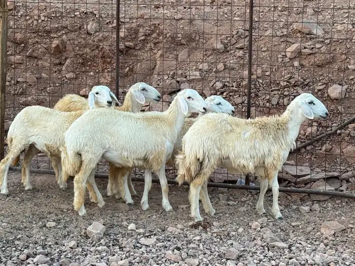غنم 4