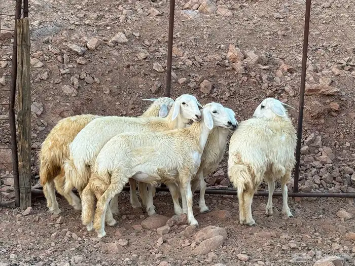 غنم 2
