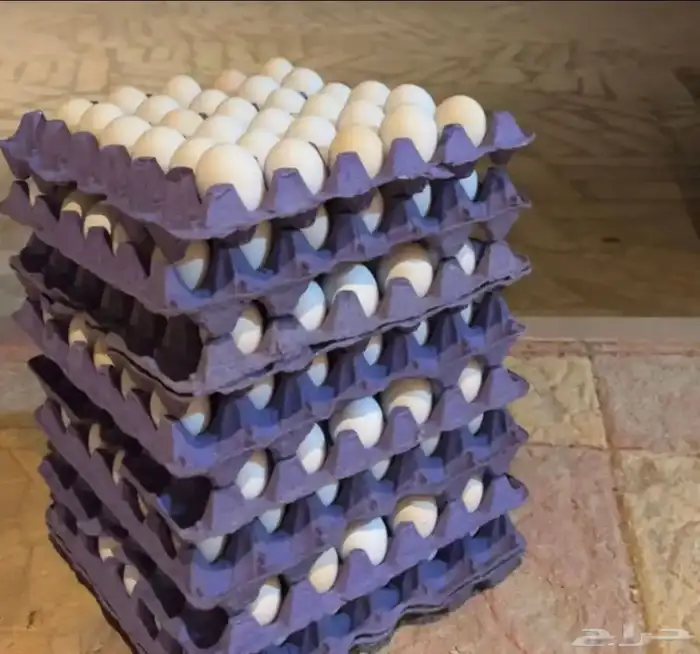 بيض بلدي (مائده) 0