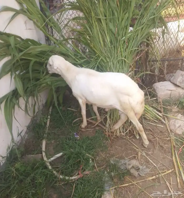 كبش للبيع 4