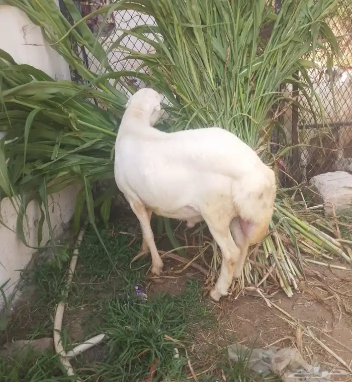 كبش للبيع 5