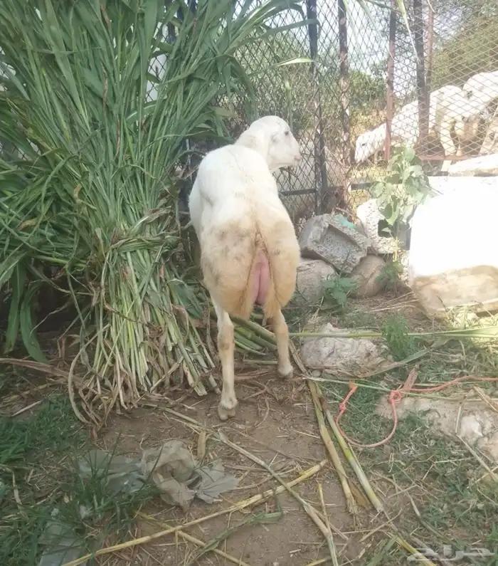 كبش للبيع 3