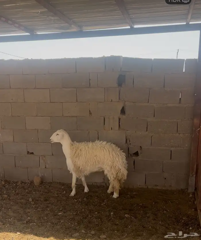 رخال ثنيه ورباعيه فل الفل شحم 0