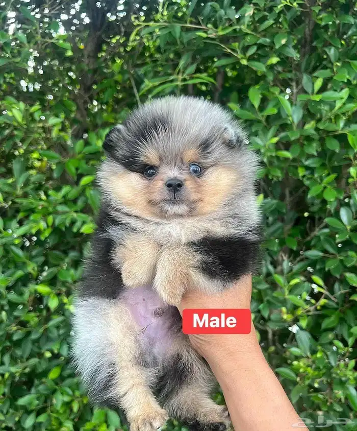 جراء بومرينين الوان مميزة 5