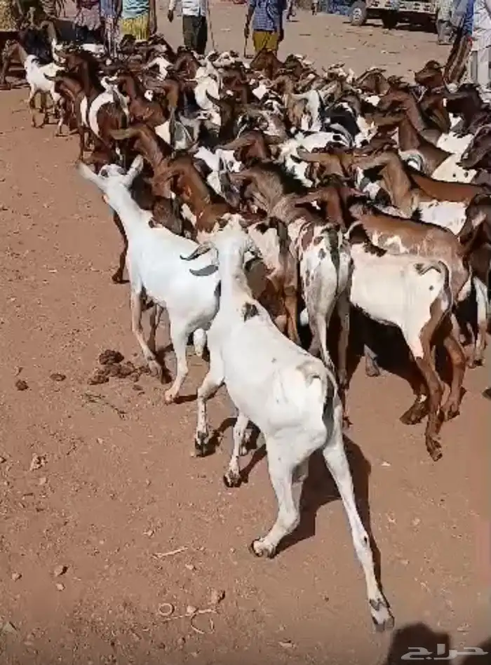 تيوس صومالية 0