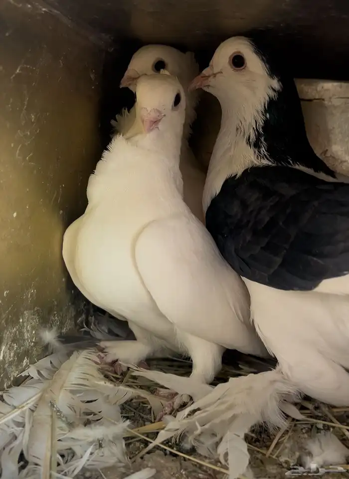 حمام زينة للبيع منتج 4