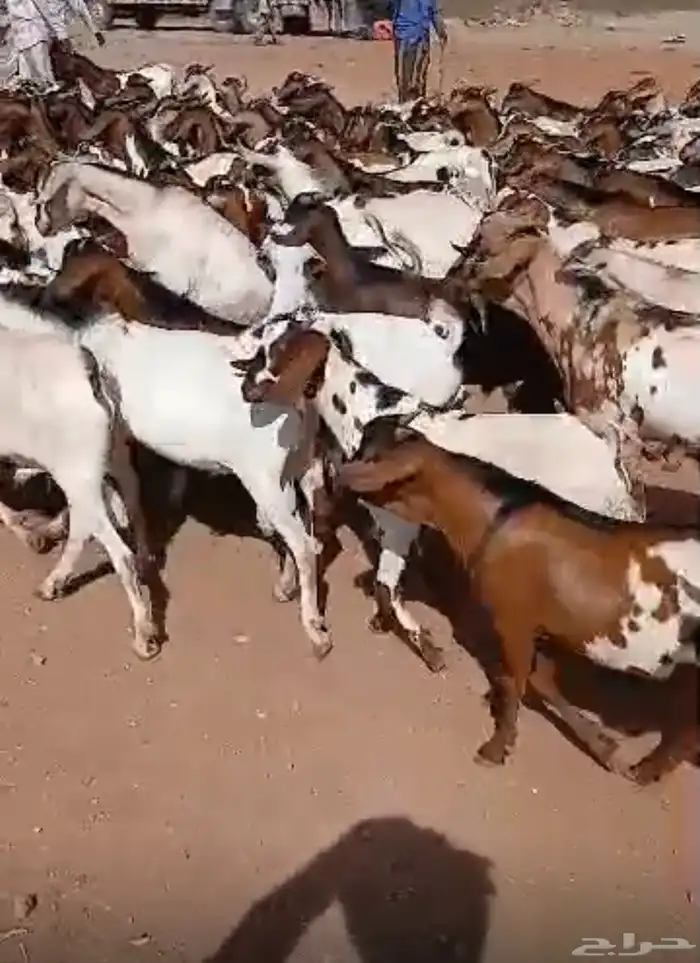 تيوس صومالية 1