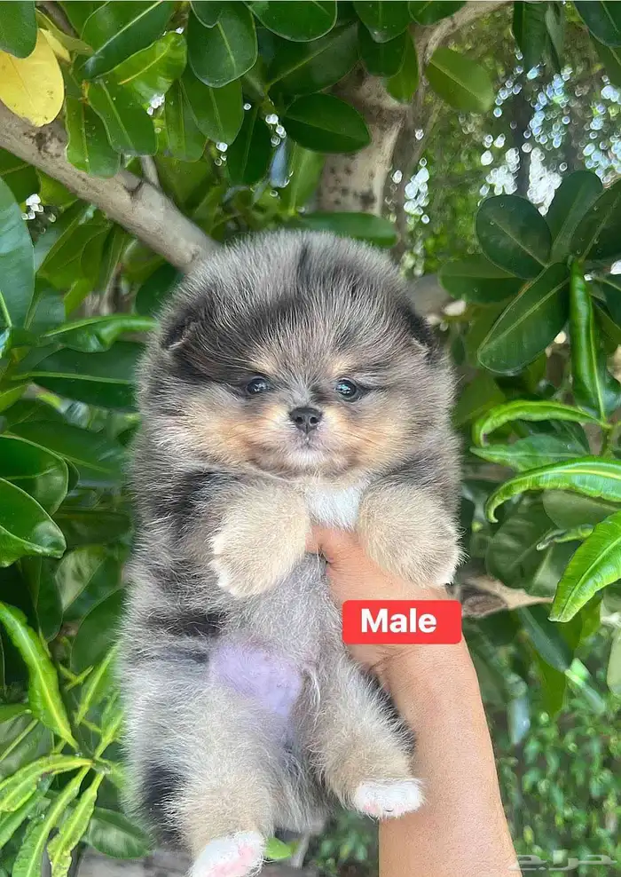 جراء بومرينين الوان مميزة 7