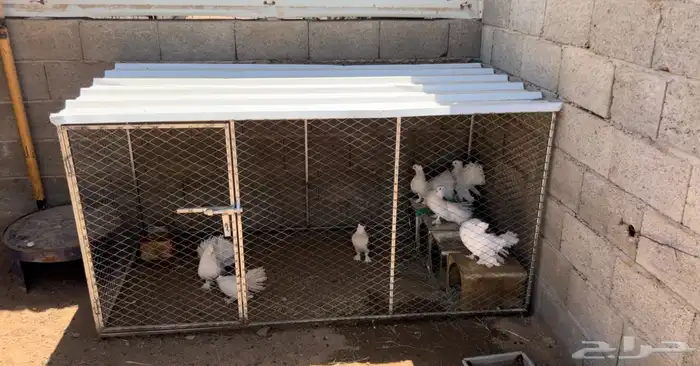 حمام زينة للبيع منتج 5