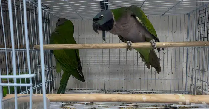 نوادر الطيور - زوج درة دربيان 1