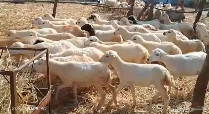 رخال رفيدي من 410 0