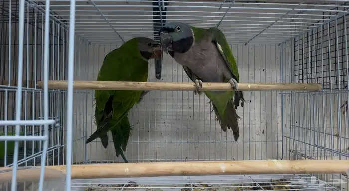 نوادر الطيور - زوج درة دربيان 0