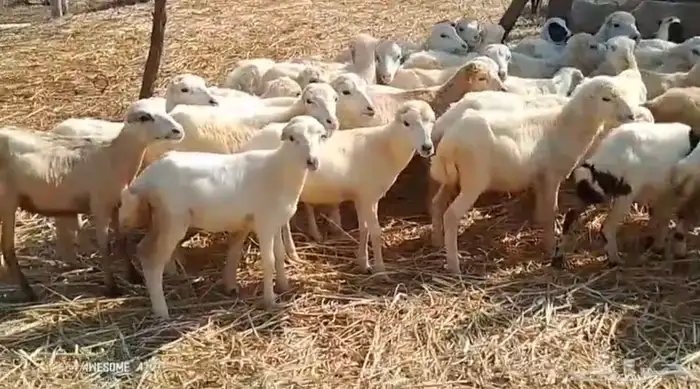 رخال رفيدي من 410 1