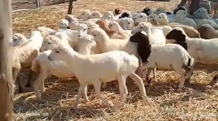 رخال رفيدي من 410 2