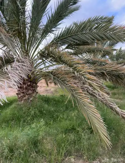 مزرعة نخيل للإيجار في القفيف 0
