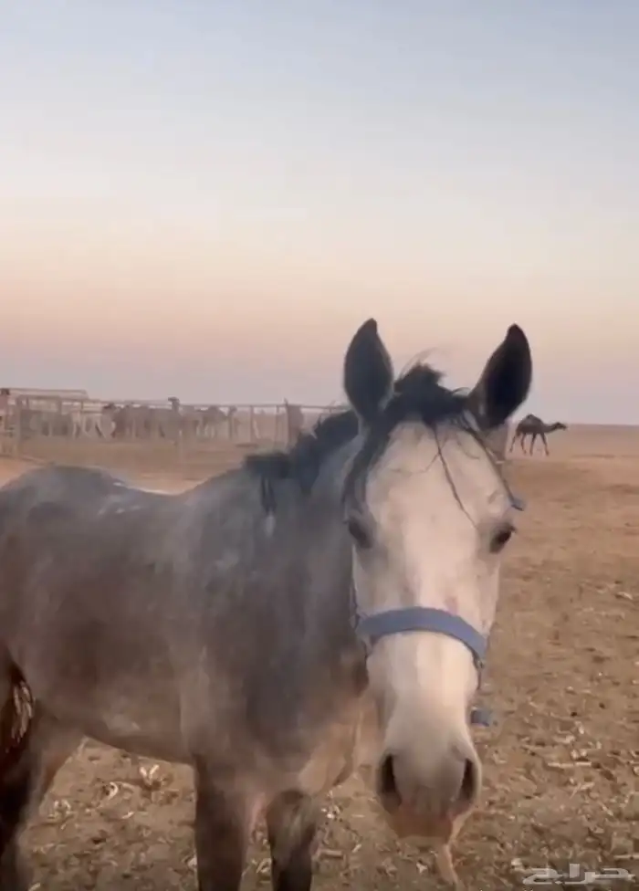 حصان   شعبي 0