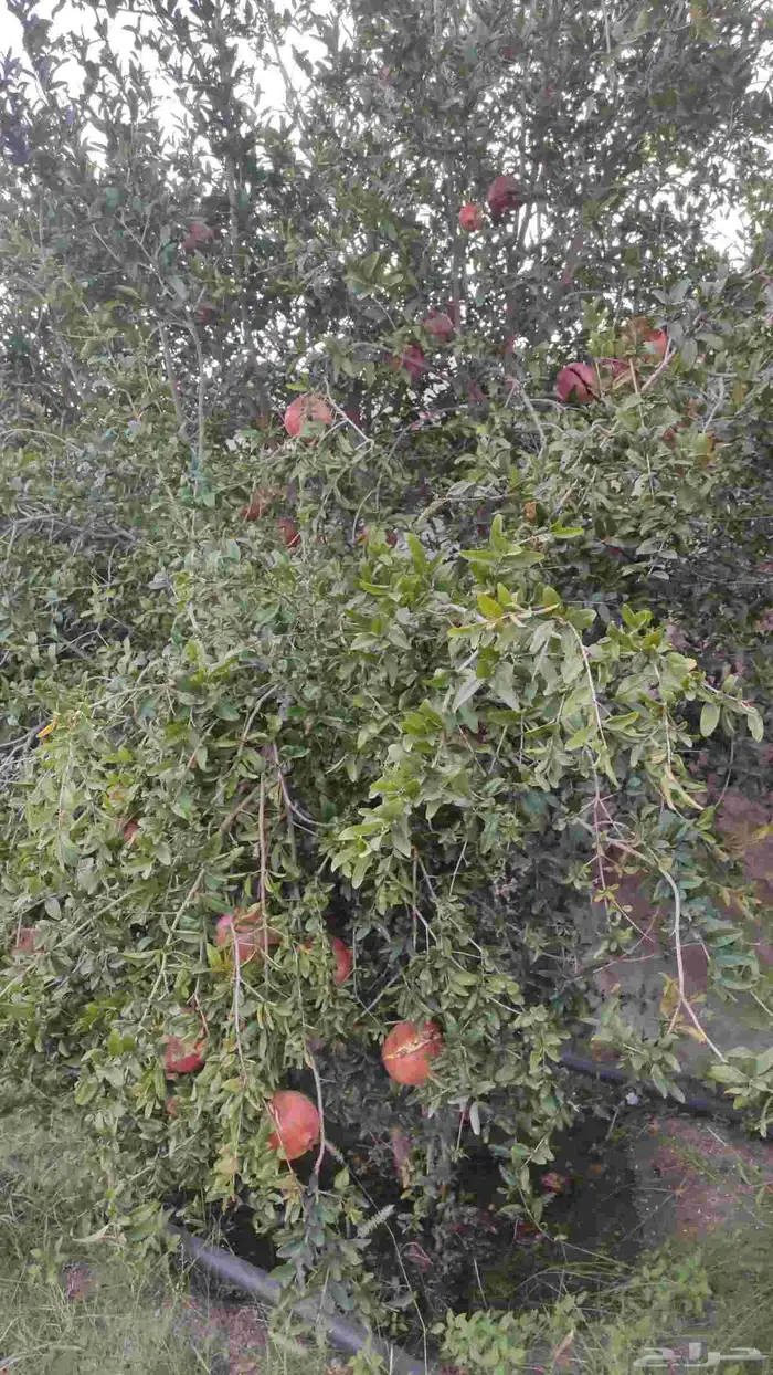 بيع انتاج مزرعة رمان مكونة من ما يقارب 200 شجرة رمان. 0