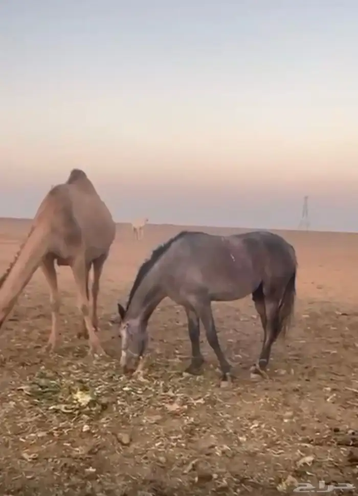 حصان   شعبي 1