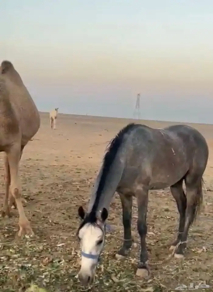 حصان   شعبي 2