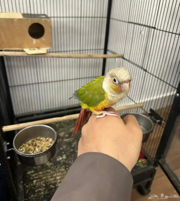 للبيع كنيور اليف 2