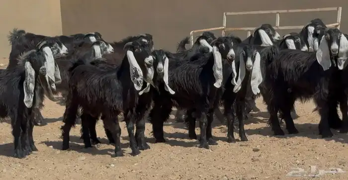 جذعات عوارض صنف العدد 20 بالفحول 2 1
