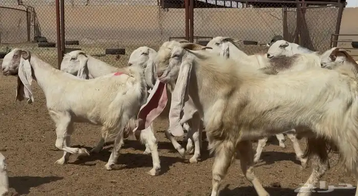 معزا مطورات بيض فواخر الغالب دفيع 8