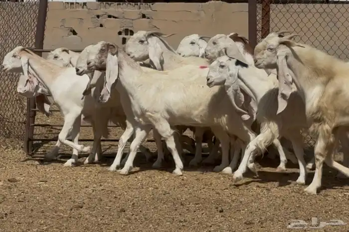 معزا مطورات بيض فواخر الغالب دفيع 4