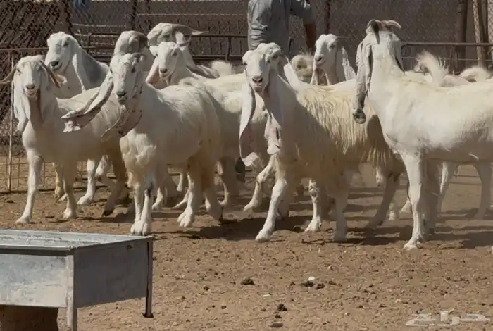 معزا مطورات بيض فواخر الغالب دفيع 2