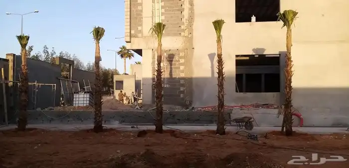 يتوفر لدينا جميع انواع النخل عربي ووشنطني للبيع ج 3