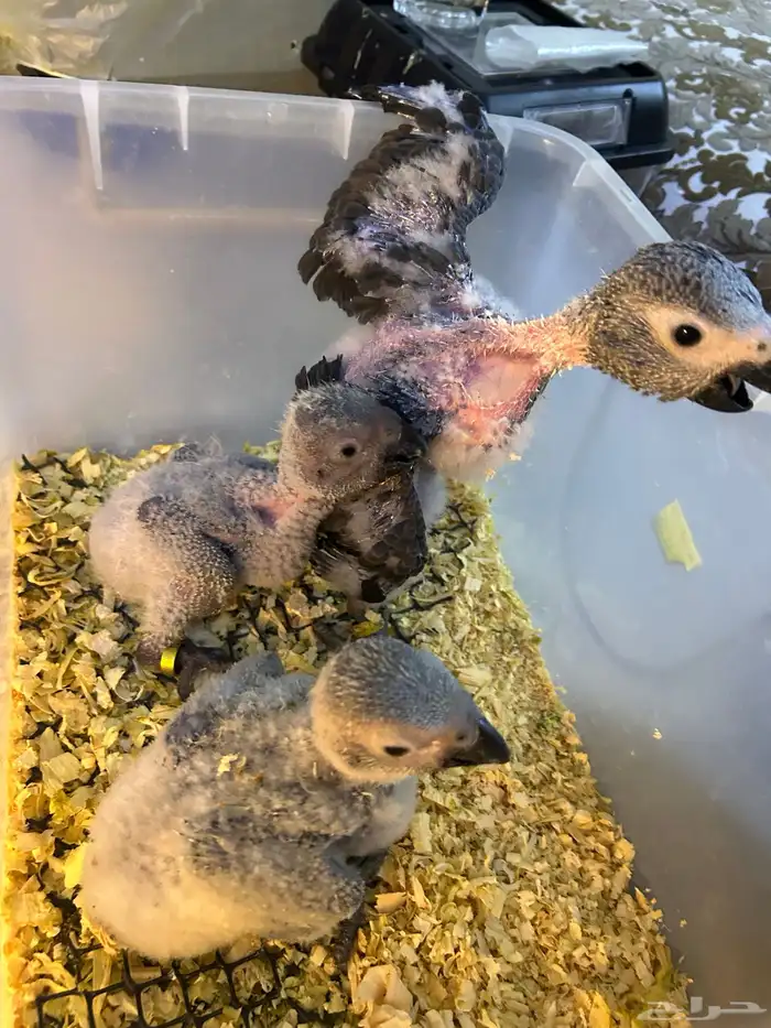 فروخ كاسكو غر تم البيع 4