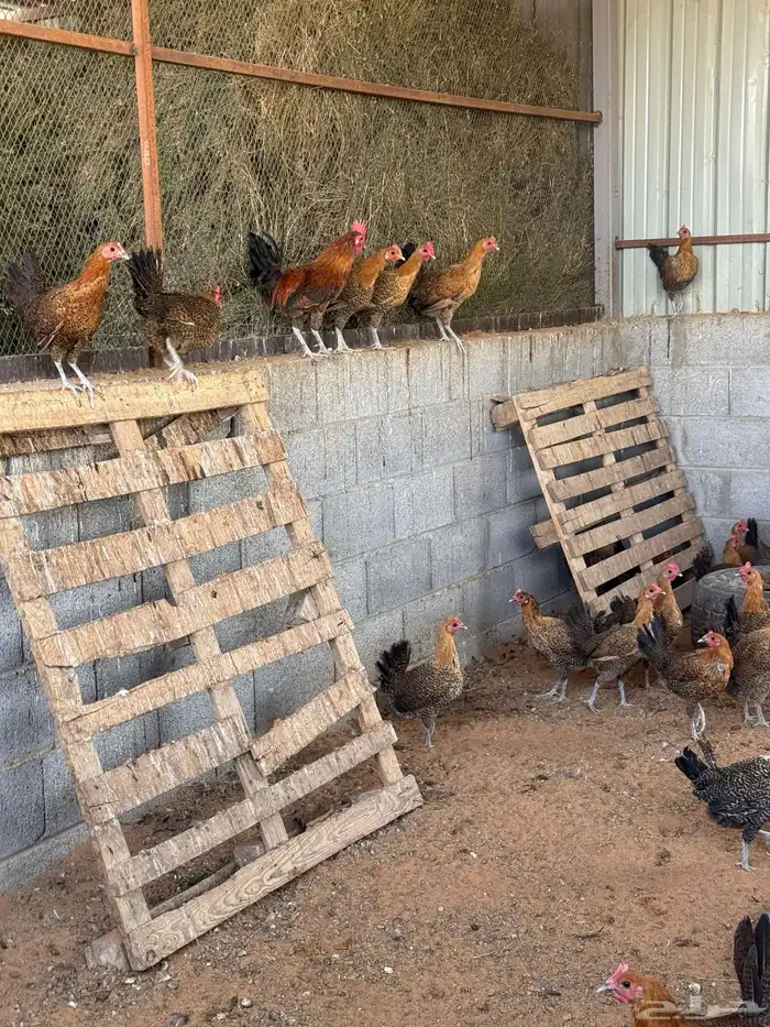 دجاج فيومي ذهبي وشبابي 0