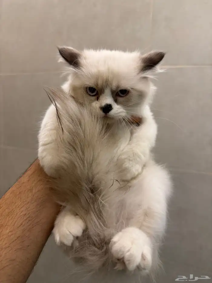 قطط شيرازي مع هملايا 3