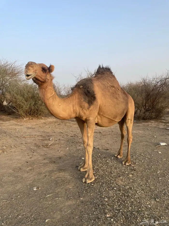 ناقه حمراء ملاقي 2