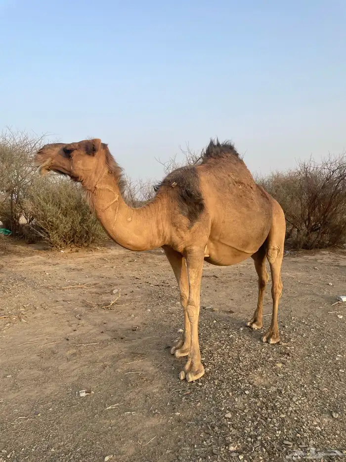 ناقه حمراء ملاقي 6