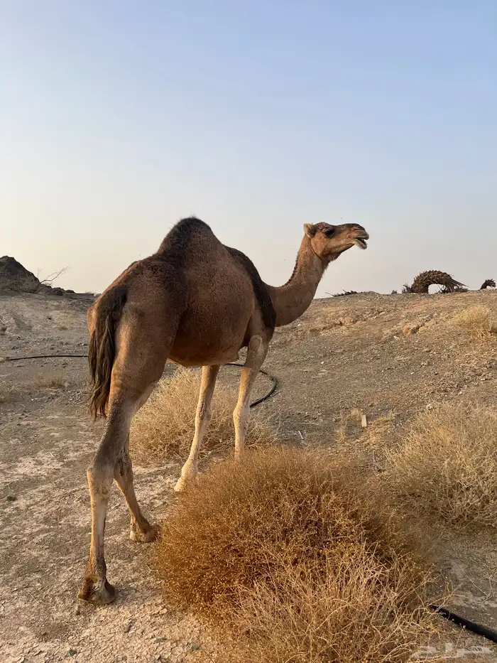 ناقه حمرا دهماء عكشاء 8