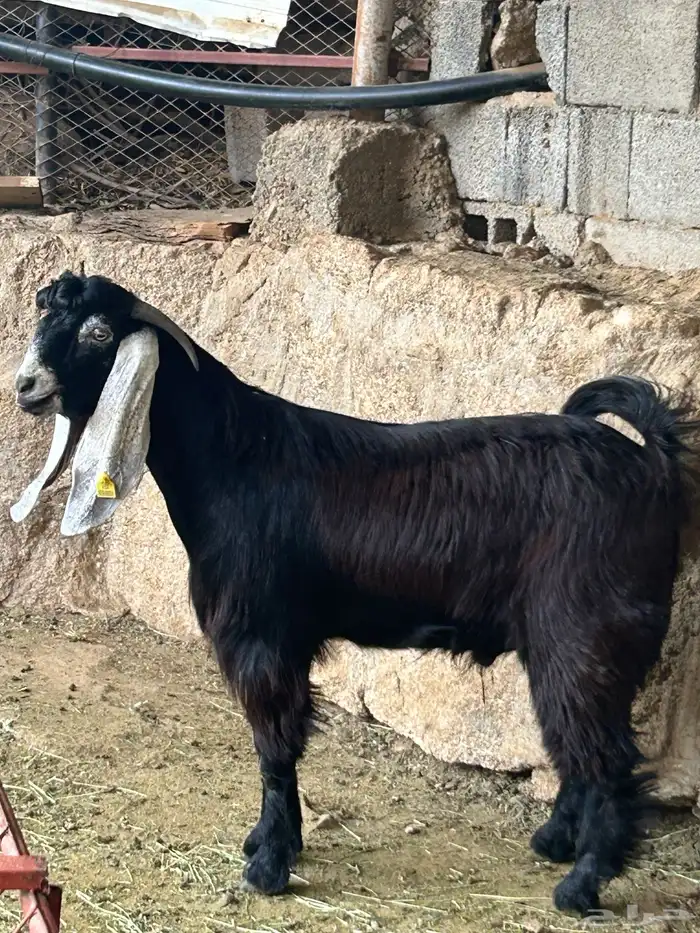 تيس عارضي فحل فاخر جذع جنوب الطايف 2