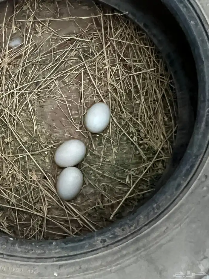 للبيع بط معه بيضه 2