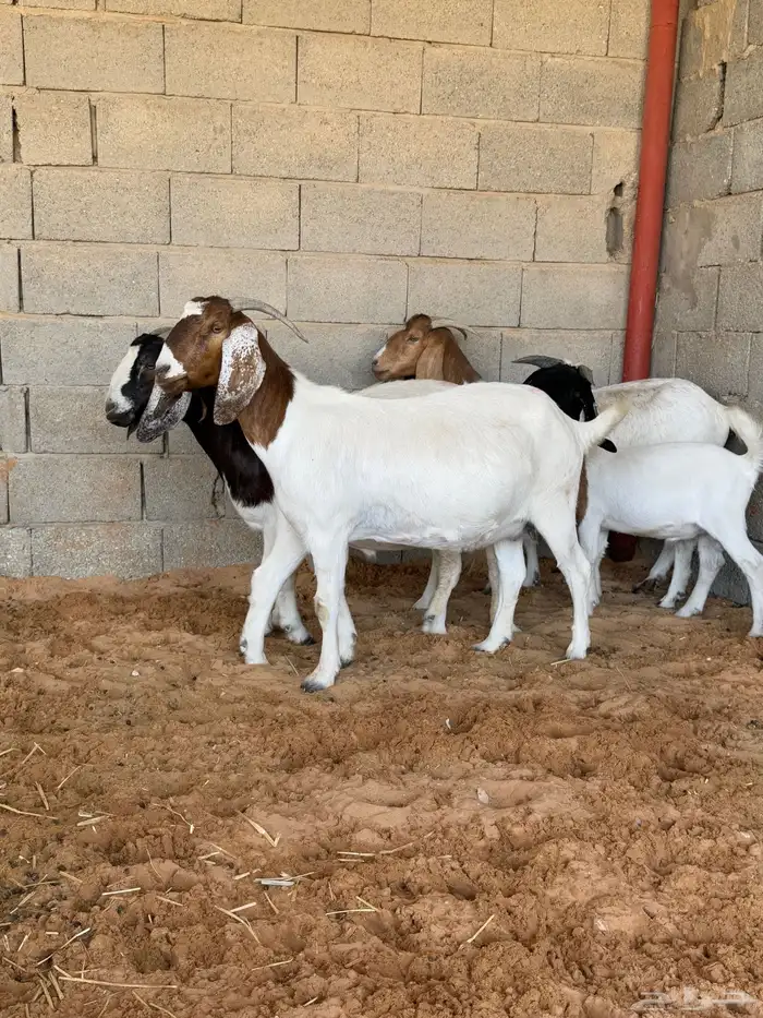 معزا بورقت اصل 3