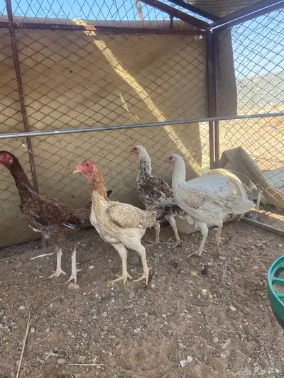 دجاج باكستاني 0