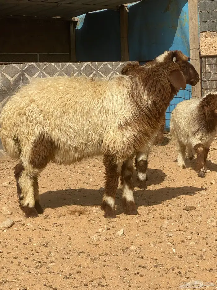 متوفر ذبايح نعيم ( تابي تمارا ) 1