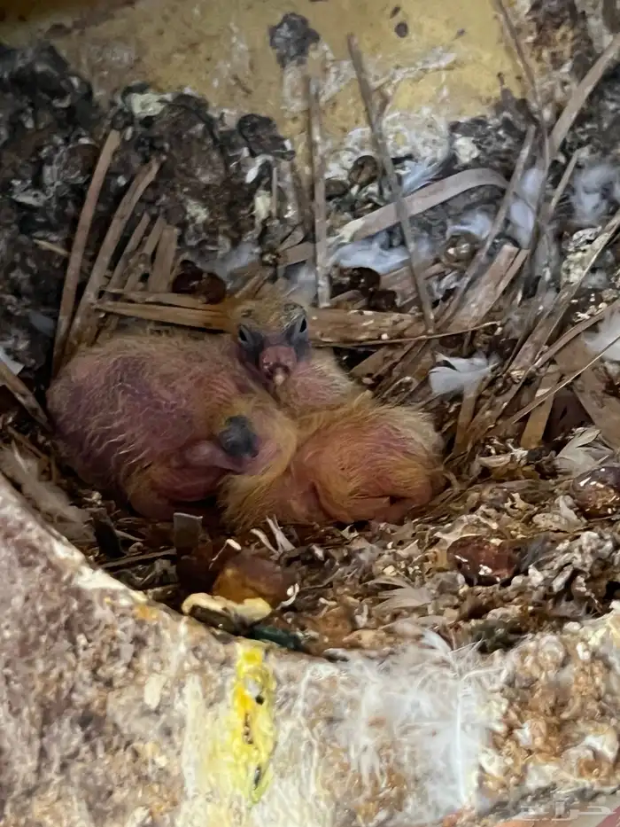 حمام مشكل لبيع 3