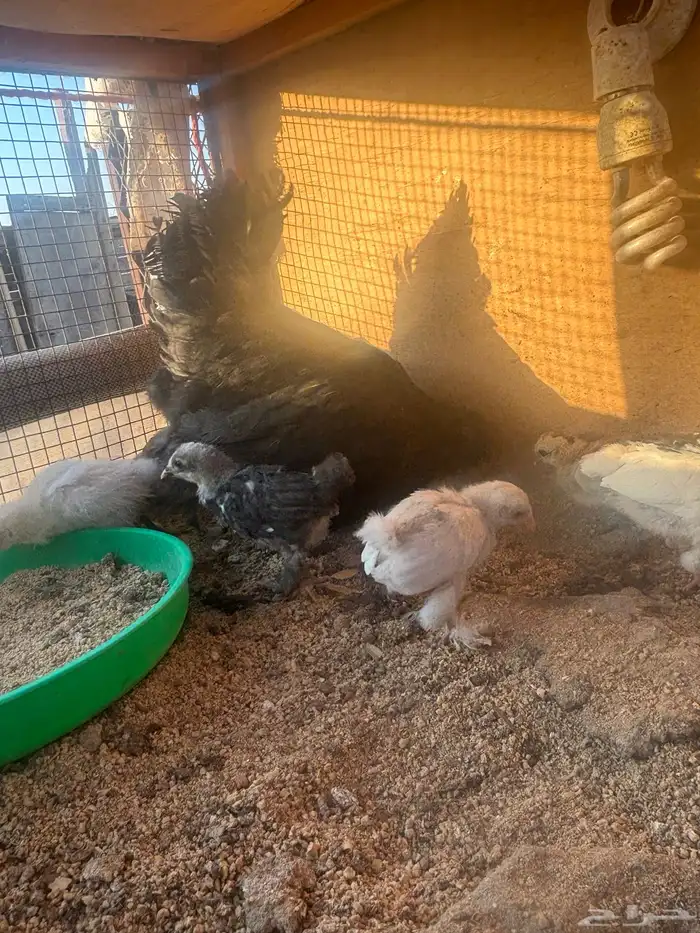 دجاجه معها فروخ 5