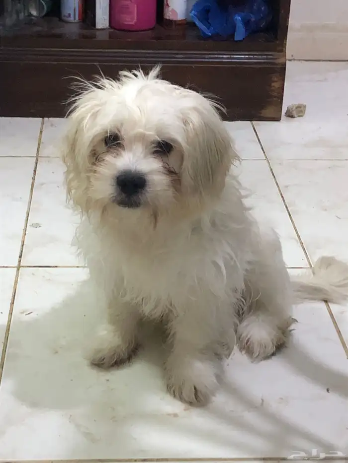 Maltese Puppy 0