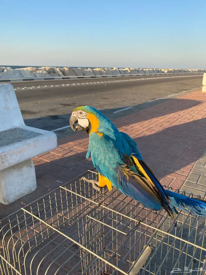 ببغاء مكاو 4