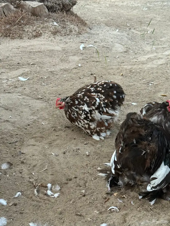 كوشن بوران خوارج 2